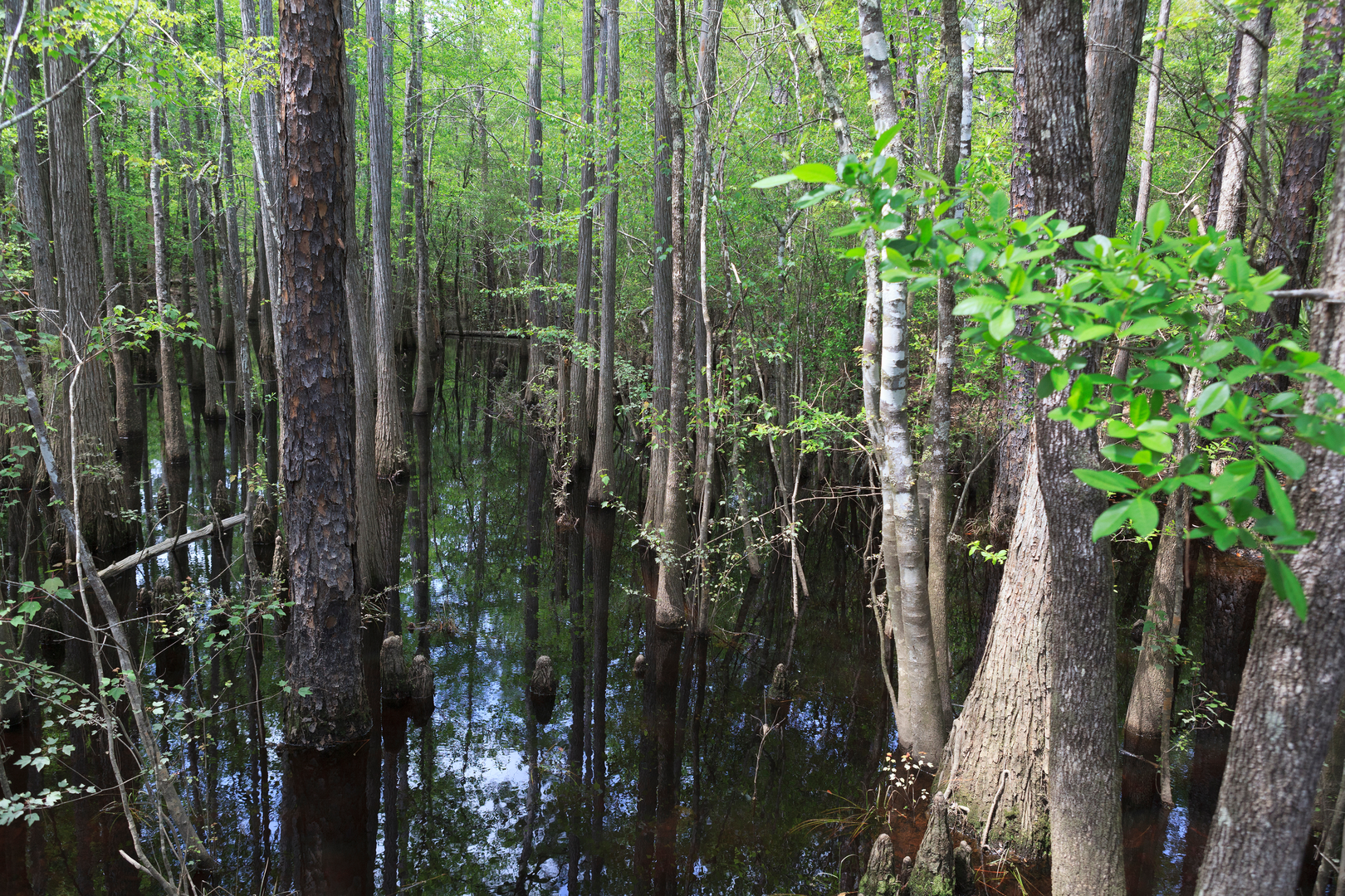 An image depicting the trail Florida National Scenic Trail - Blackwater and its surrounding area.