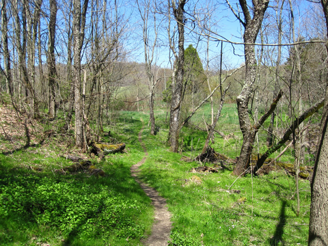 Hog Camp Gap to Reed's Gap via Appalachian Trail and Mau Har Trail