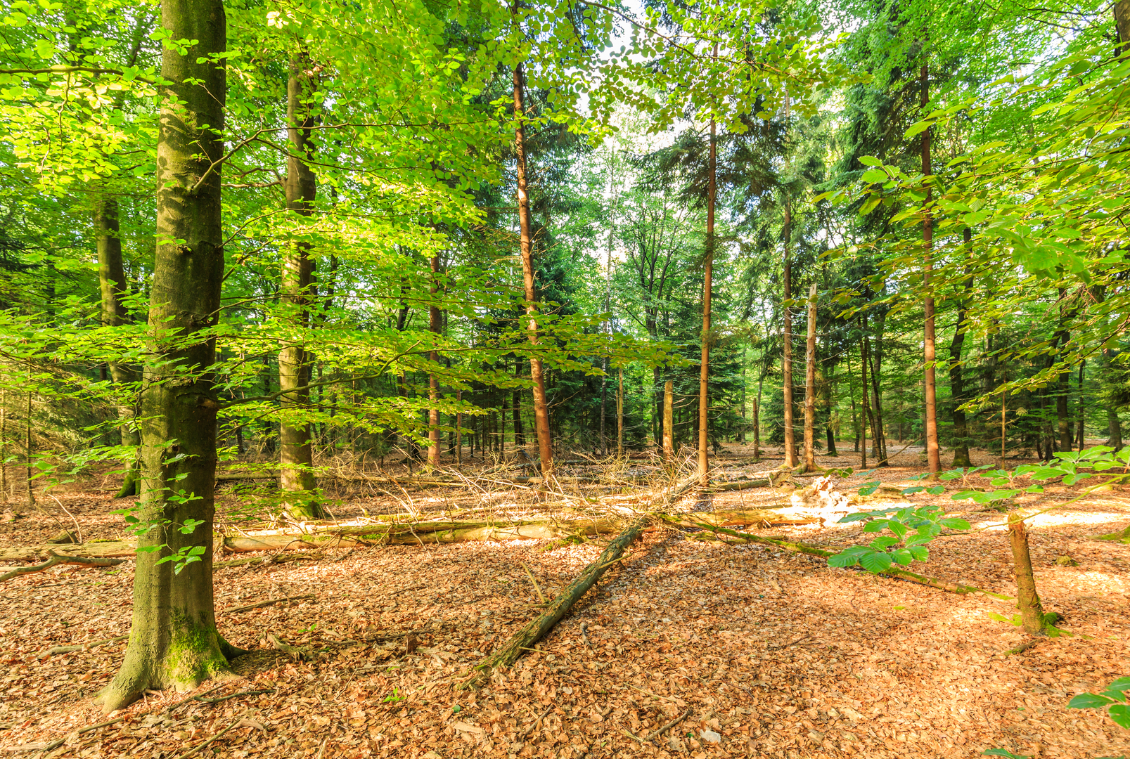 An image depicting the trail Parc Spelderholt, Het Leesten and Bosch via Waterberg Weg and its surrounding area.