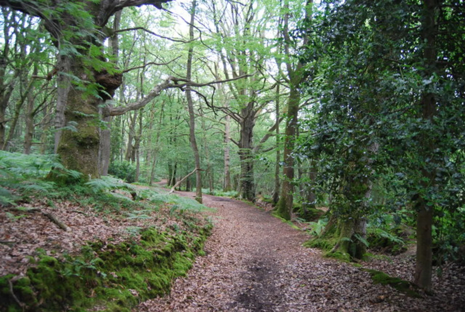 Hill Brow, Rogate and Rake Loop Walk | West Sussex | England