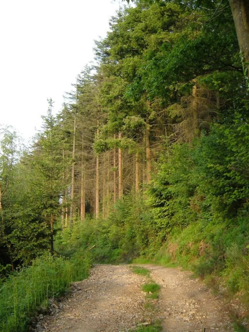 An image depicting the trail Hitchcombe Wood and Seaman's Borough Loop and its surrounding area.