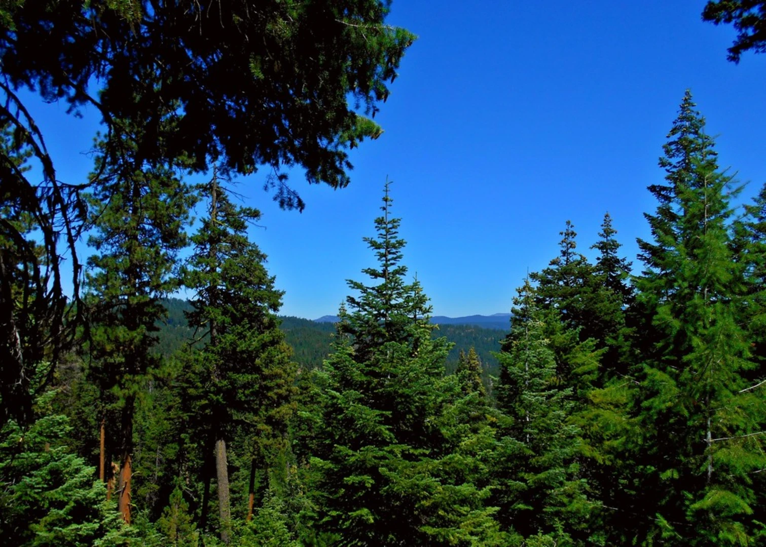 An image depicting the trail Mcintyre Ridge Trail and its surrounding area.