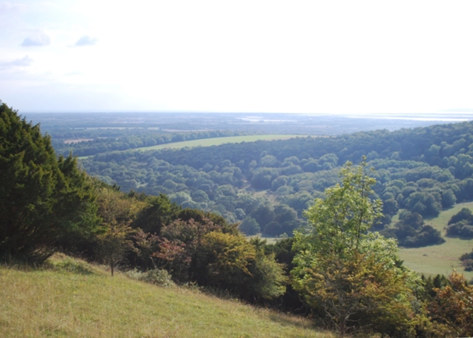 An image depicting the trail West Copse, Ashling Wood and Stoke Wood Loop and its surrounding area.