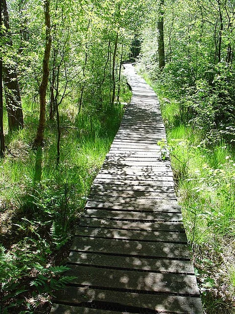 Meeuwenplas, Witteveen and Lheebroekerzand Loop