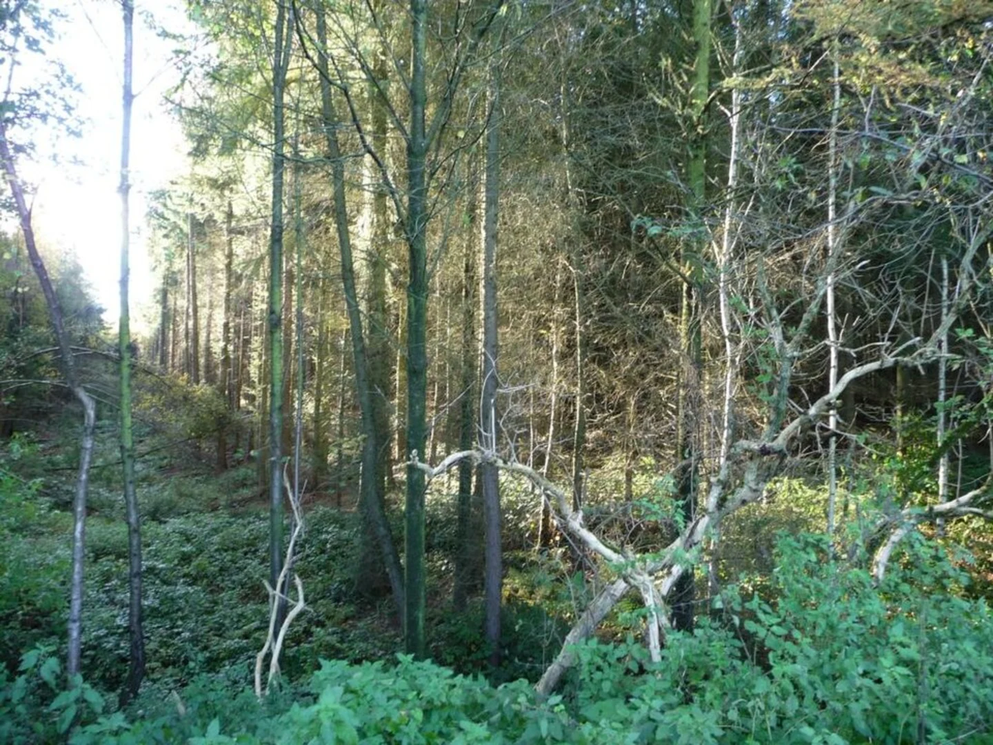 An image depicting the trail Crayke to Oulston Loop and its surrounding area.