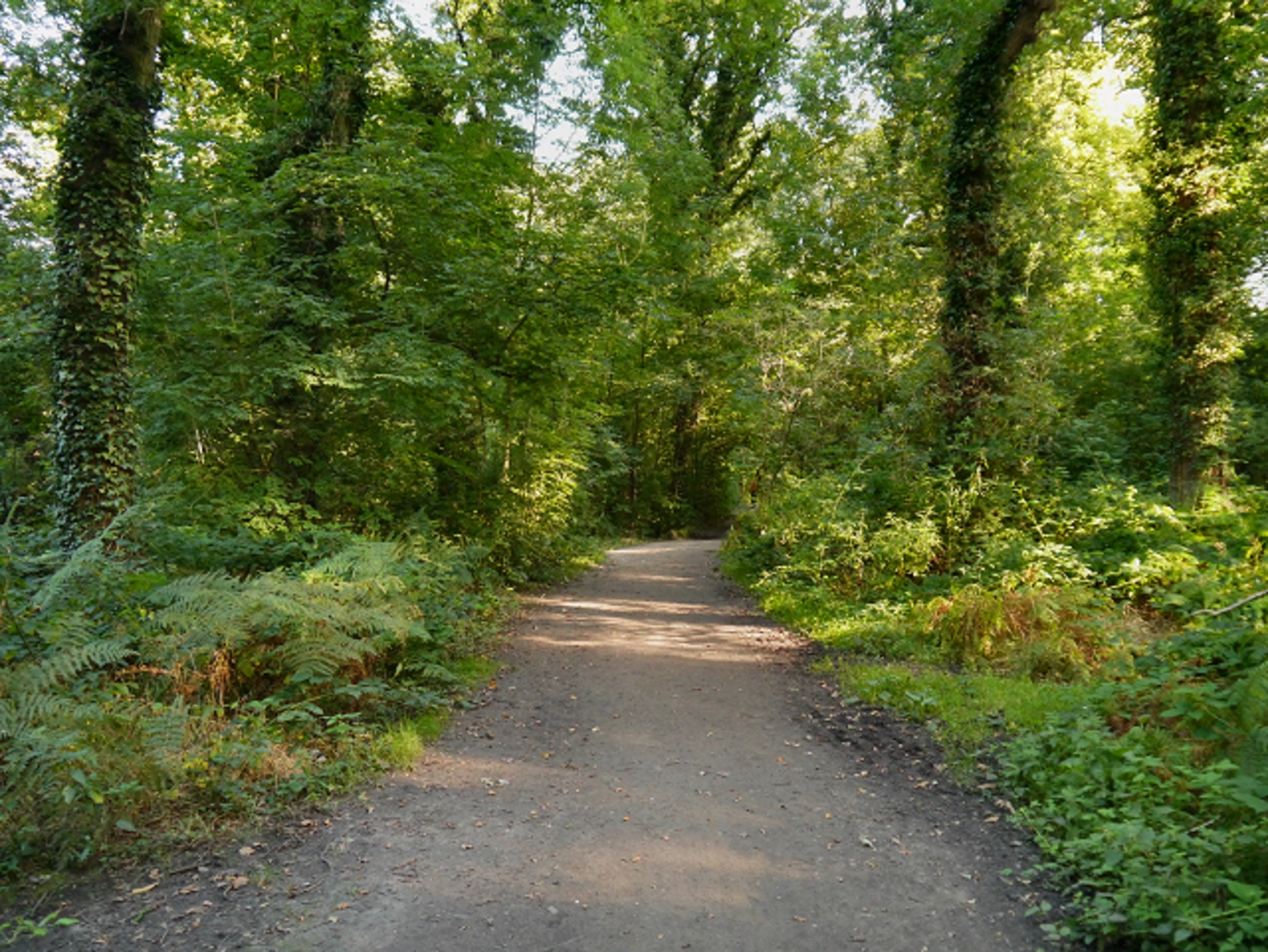 An image depicting the trail Marbury Country Park Loop and its surrounding area.