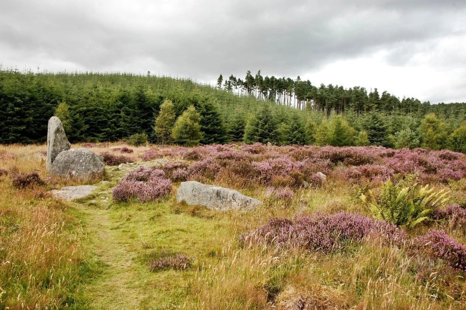 An image depicting the trail Cairn William Loop from Pitfichie and its surrounding area.