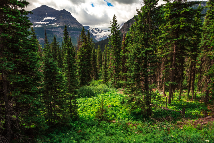 Gunsight Pass Trail