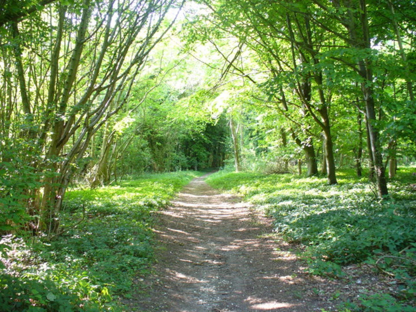 An image depicting the trail Houghton Forest and Upwaltham Loop and its surrounding area.