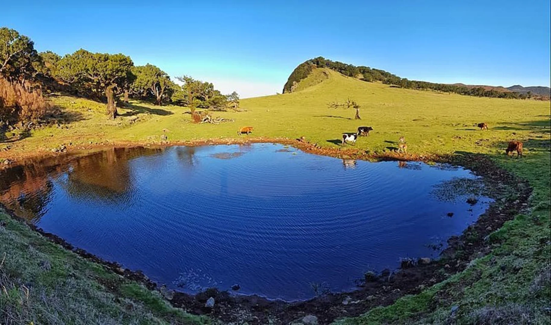 An image depicting the trail PR 14 Levada dos Cedros and its surrounding area.