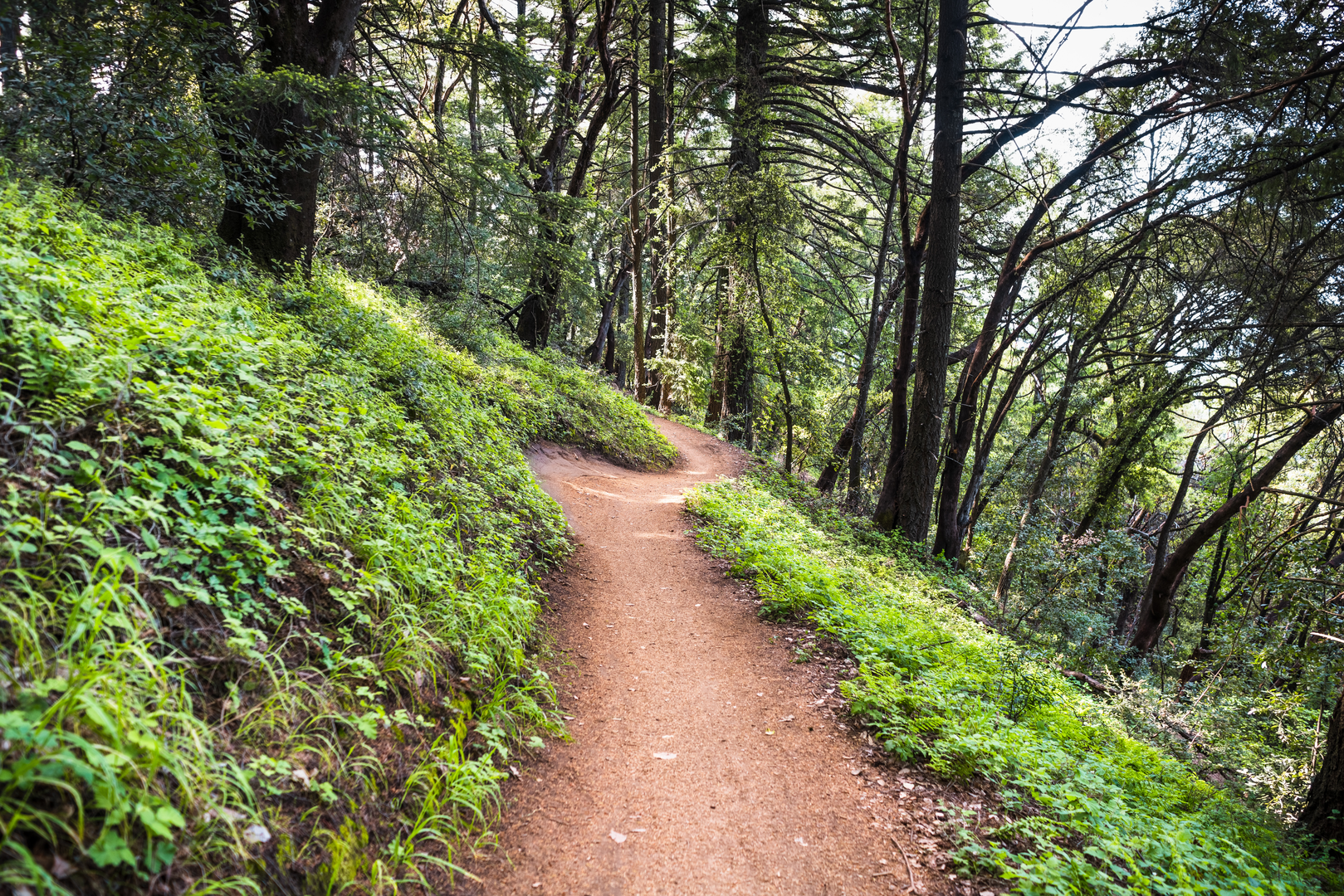 An image depicting the trail The Peak via John Nicholas Trail and Sanborn Loop Trail and its surrounding area.
