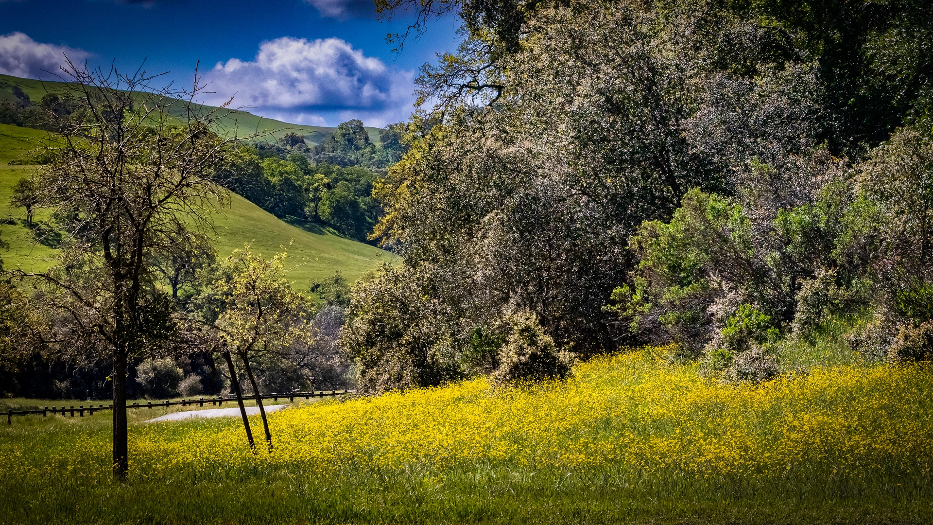 An image depicting the trail Vista Grande and Welch Creek Road Loop and its surrounding area.
