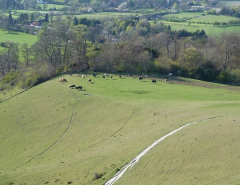 Whorley and Ellesborough Loop