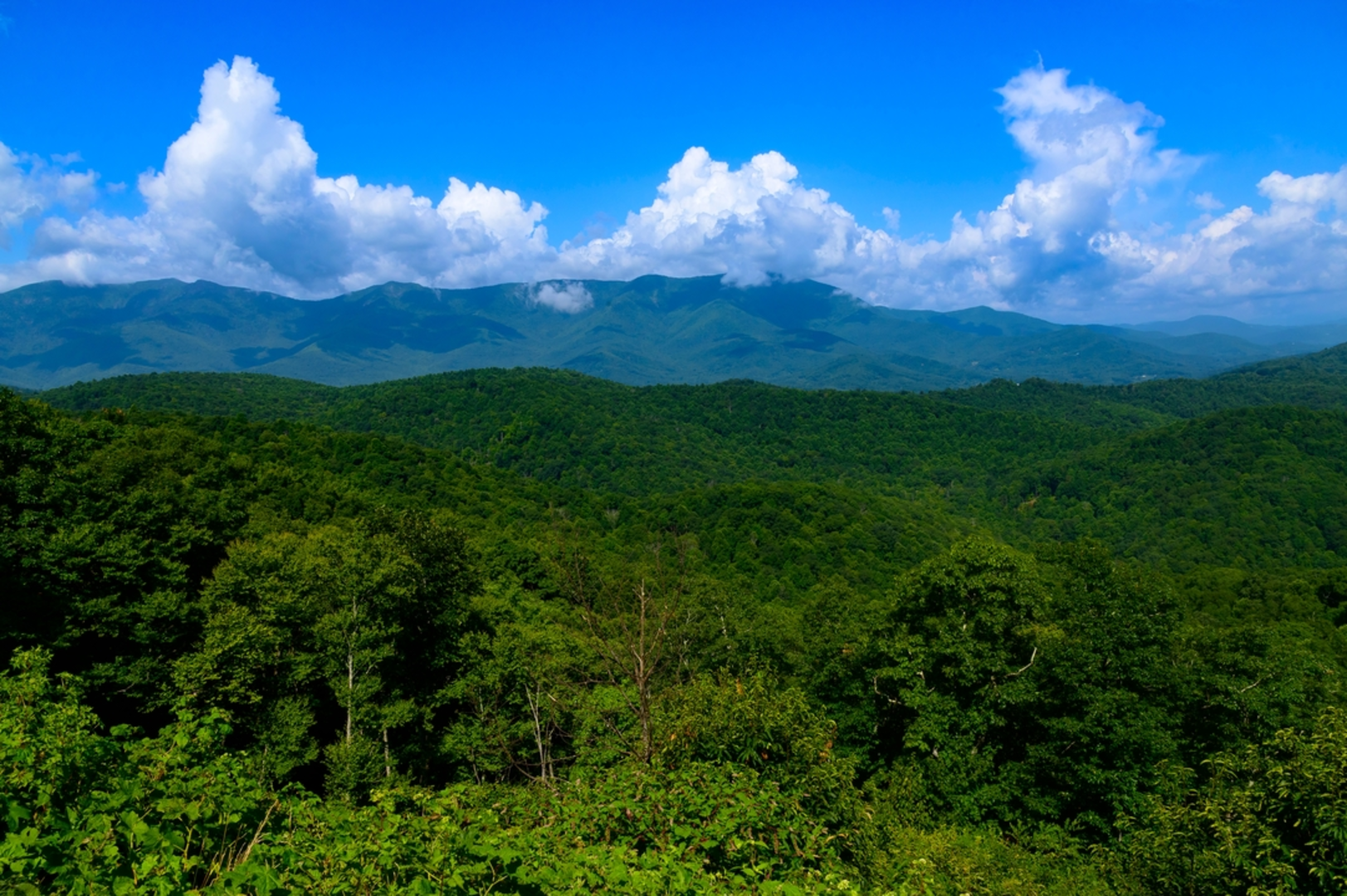 An image depicting the trail Newberry Creek Trail and its surrounding area.