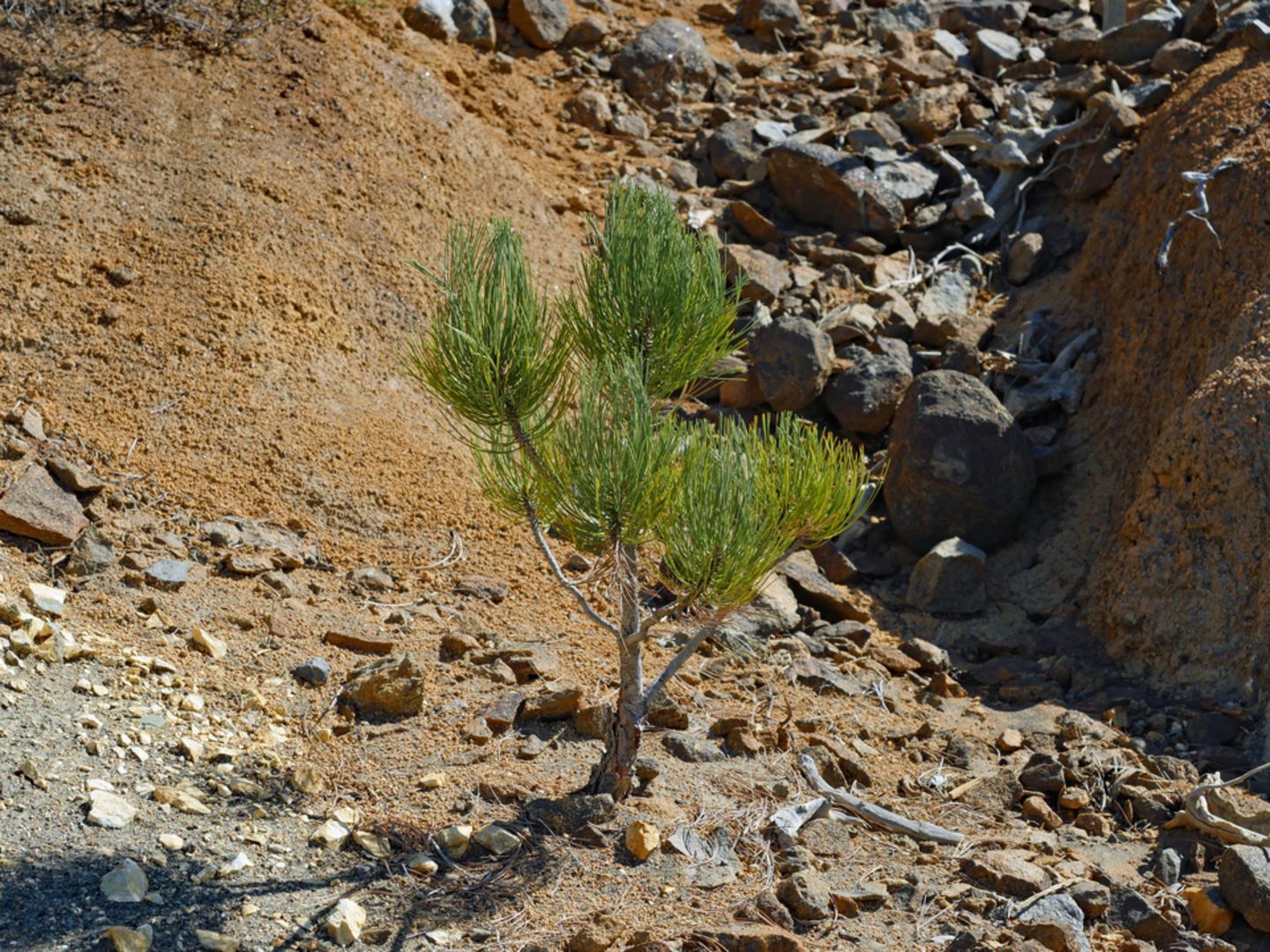 An image depicting the trail Los Pinos Peak Trail and its surrounding area.