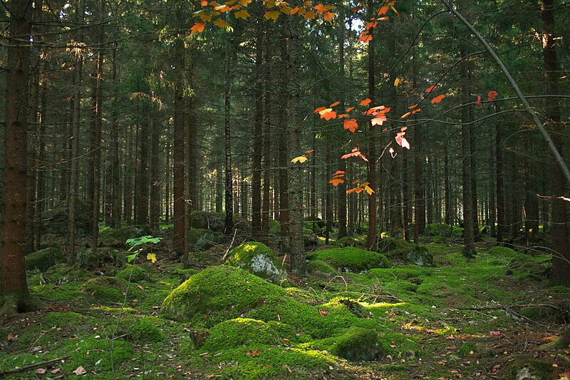 An image depicting the trail Färnebofjärden National Park and its surrounding area.