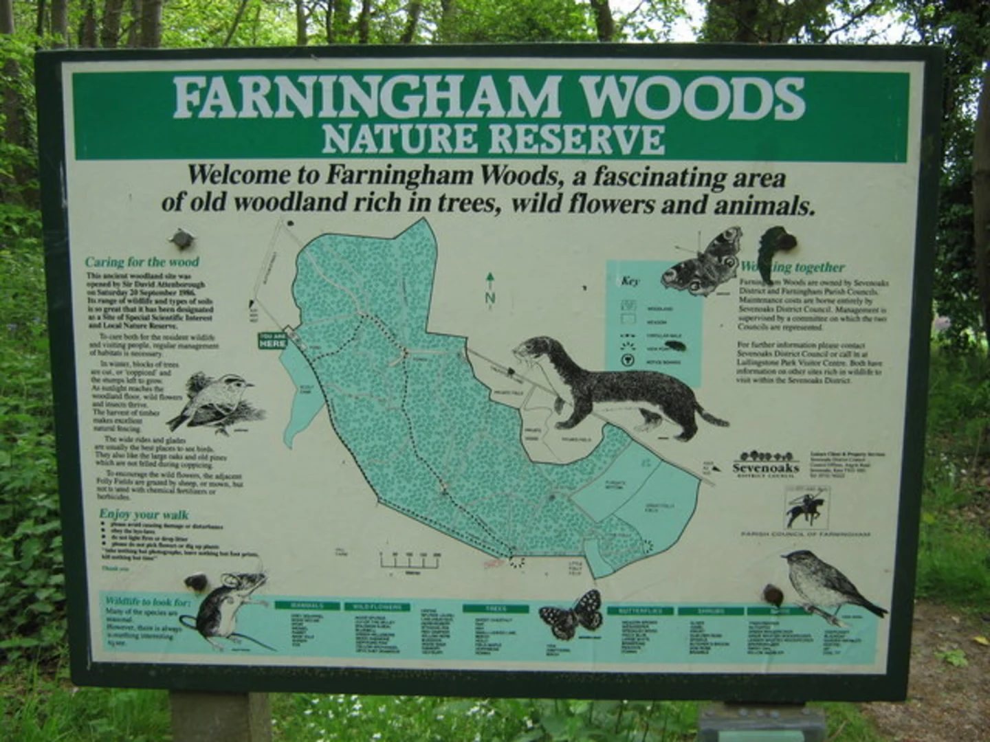 Farningham Woods | Kent | England