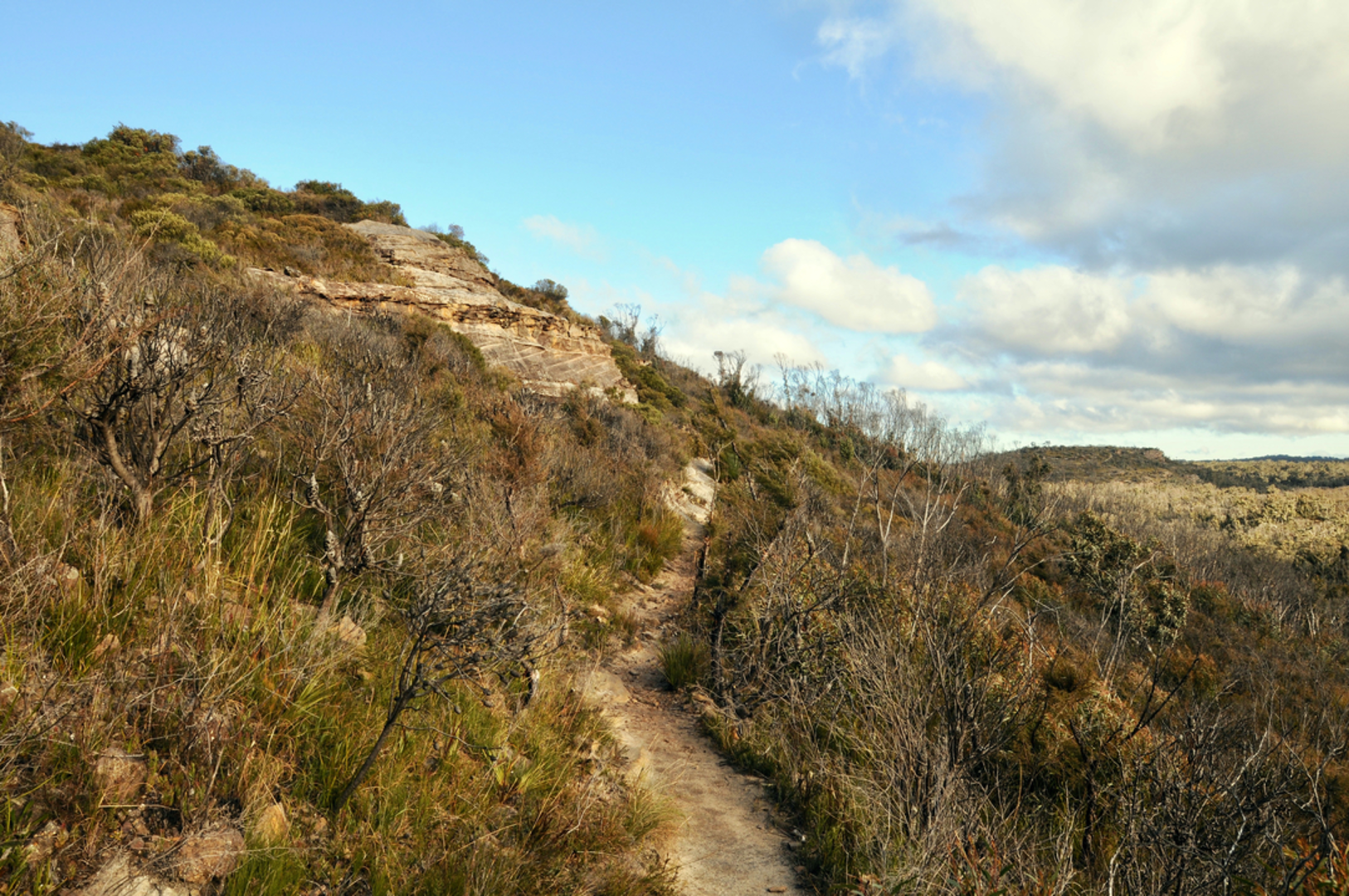 An image depicting the trail Lockleys Pylon Track and its surrounding area.