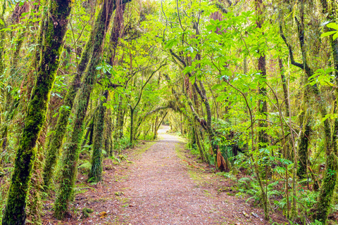 Lake Kaniere Walkway