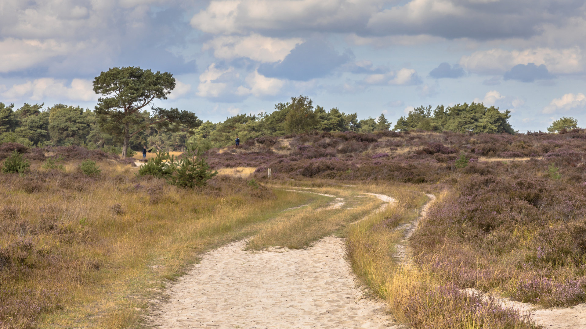 An image depicting the trail Verbindingsdreef and Kraaienberg Loop and its surrounding area.