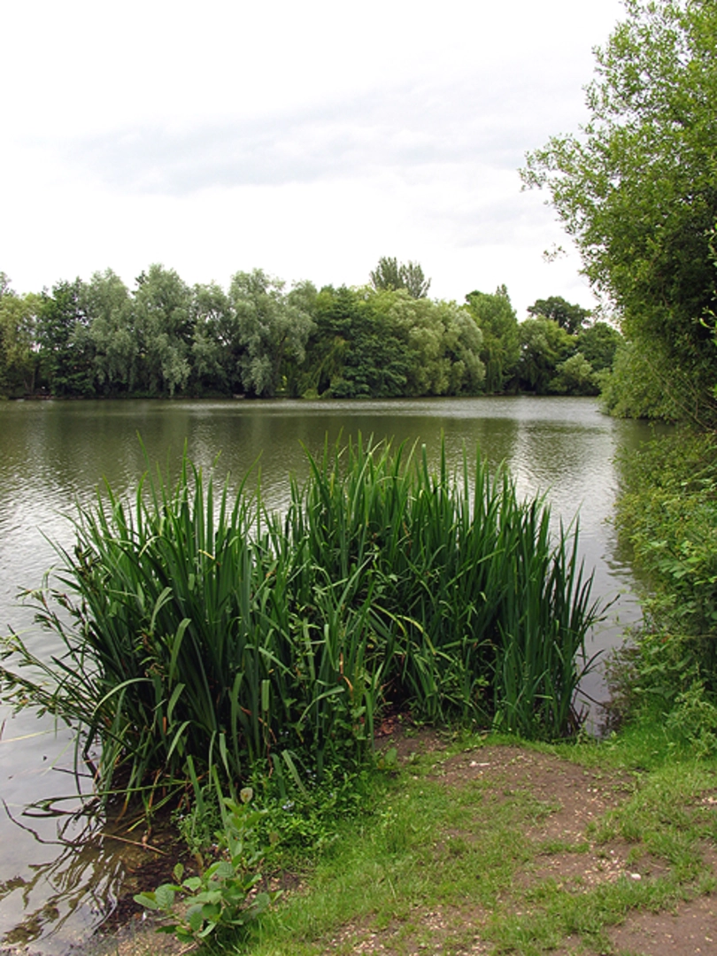An image depicting the trail Sulhamstead Loop and its surrounding area.