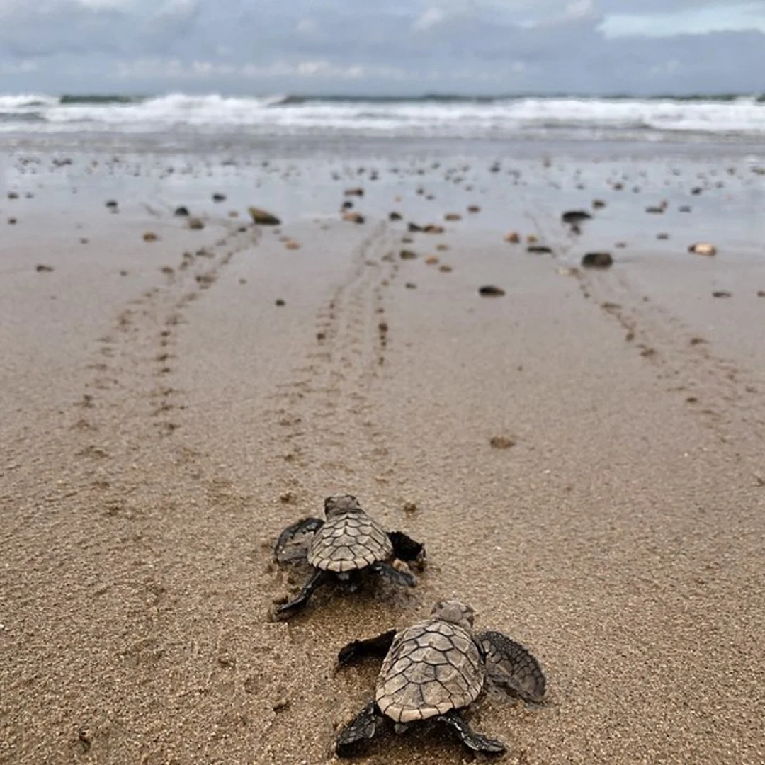 An image depicting the trail Mon Repos Coastal Track and its surrounding area.