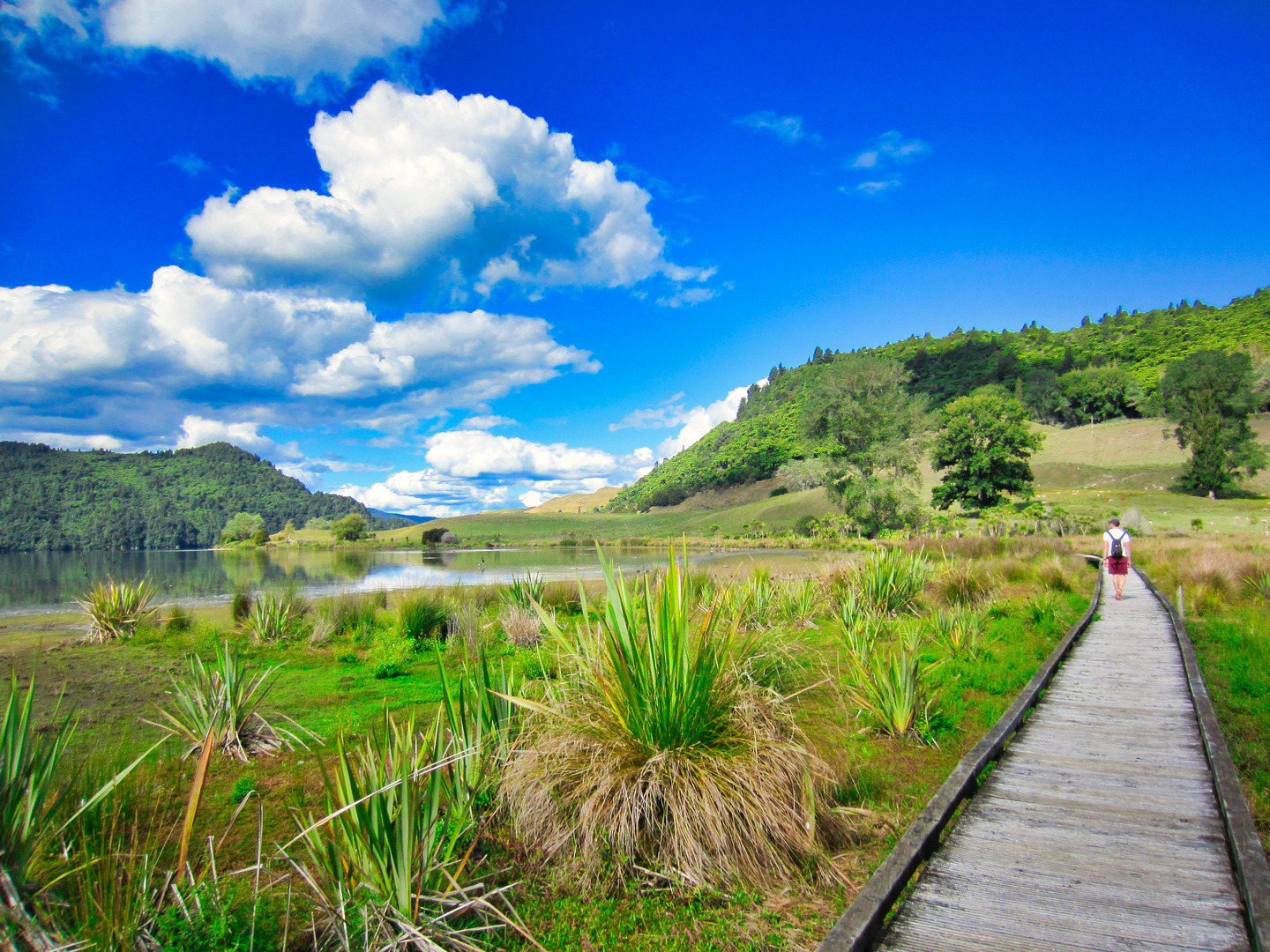 An image depicting the trail Lake Okareka Walkway and its surrounding area.