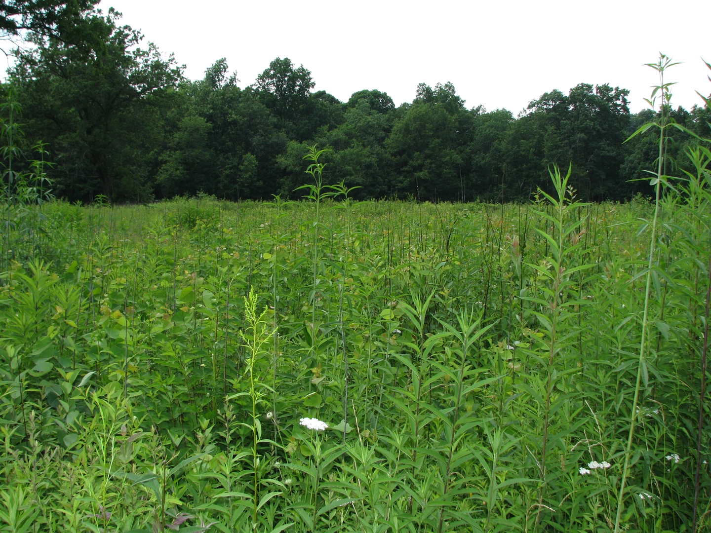 An image depicting the trail Blazing Star Trail and Oakwoods Trail Loop and its surrounding area.