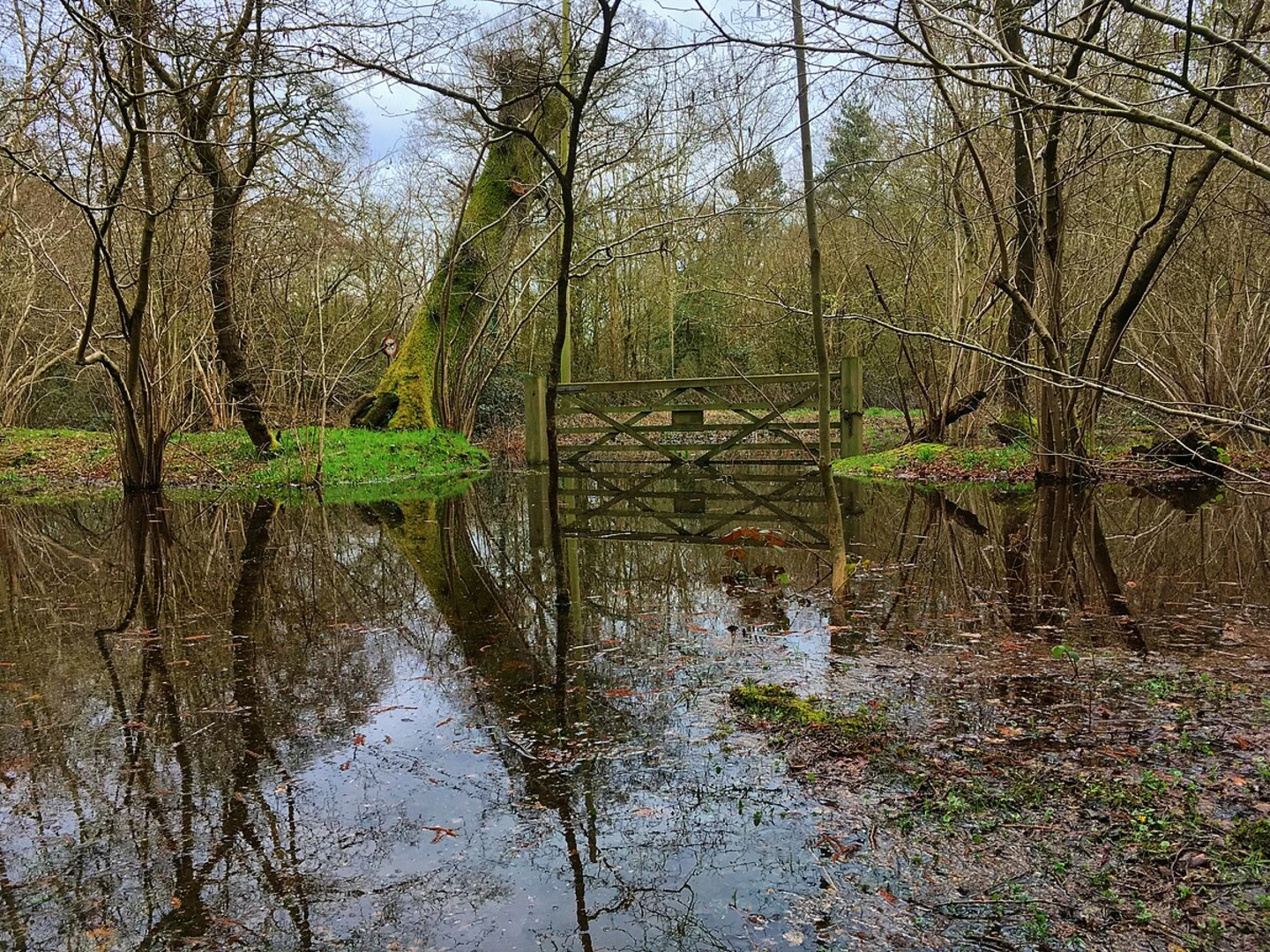 An image depicting the trail Bisham Woods Loop and its surrounding area.
