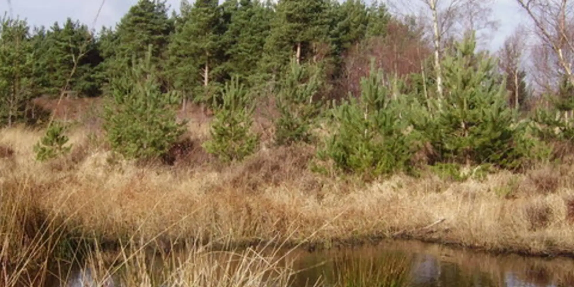 An image depicting the trail Bracknell Forest in Bracknell Forest and its surrounding area.