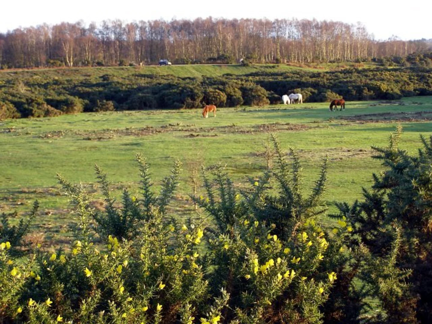 An image depicting the trail Rockford Common and its surrounding area.