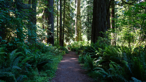 Prairie Creek Trail