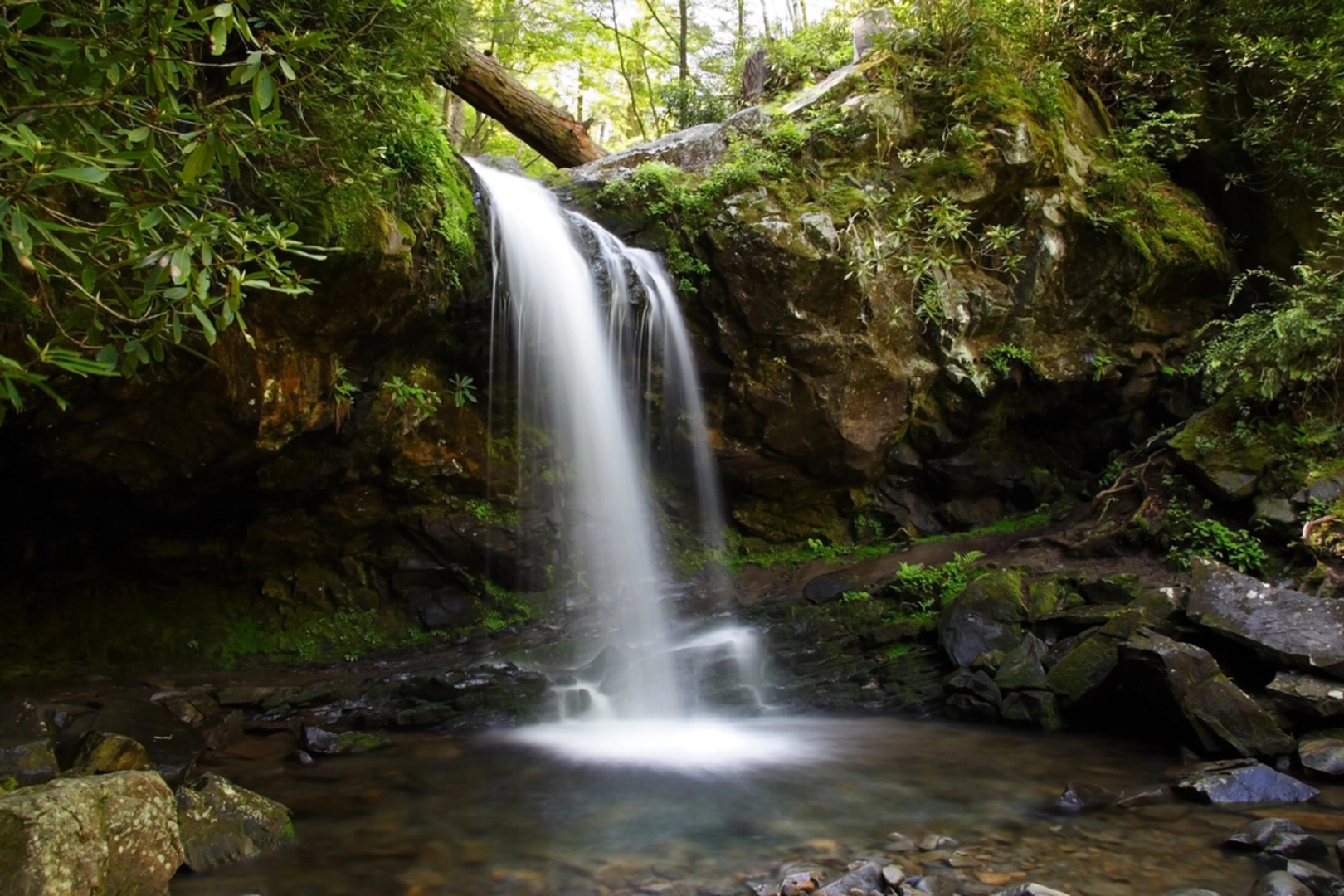 An image depicting the trail Trillium Gap Trail to Grotto Falls and its surrounding area.