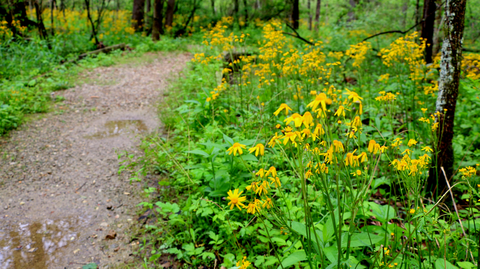 Tecumseh Trail