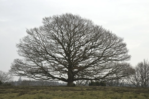 Ryebro - Salten Langsø Loop