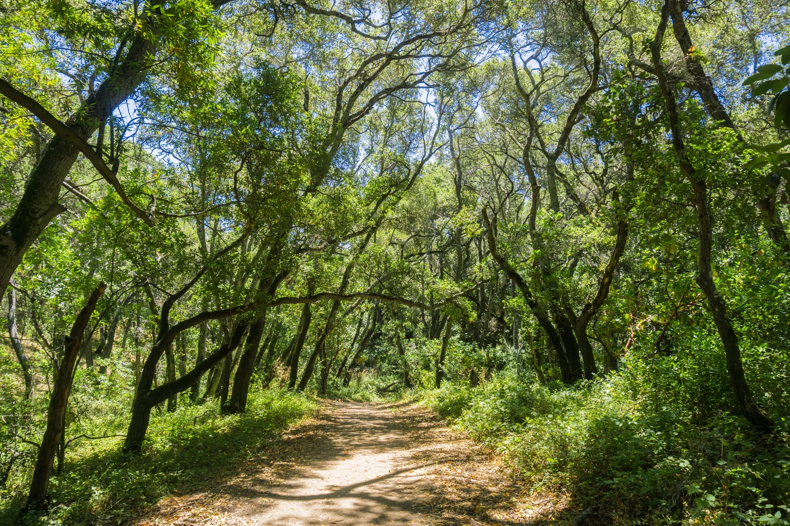 An image depicting the trail Polly Geraci - Cordilleras Loop Trail and its surrounding area.