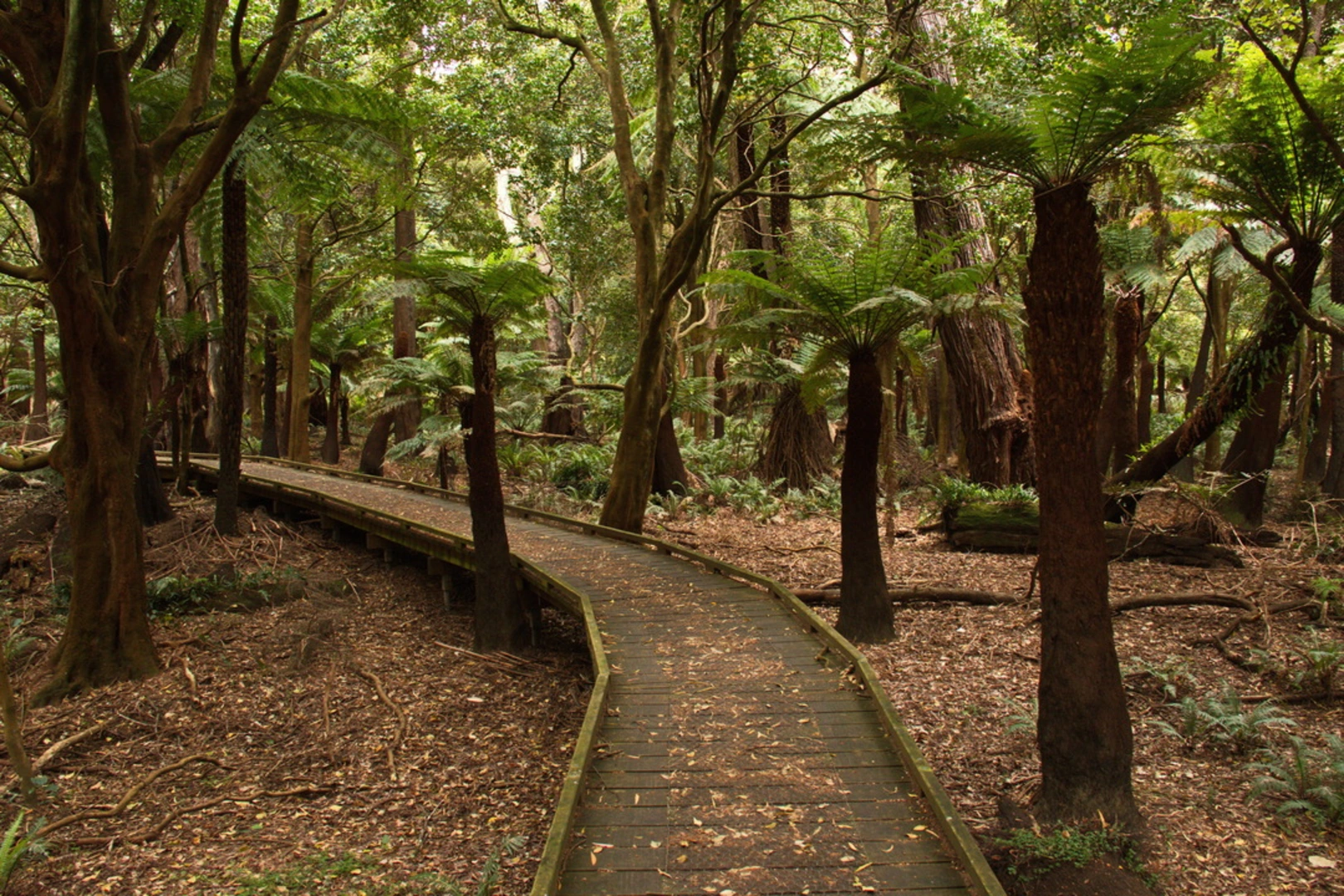 An image depicting the trail Lilly Pilly Gully Circuit Trail and its surrounding area.