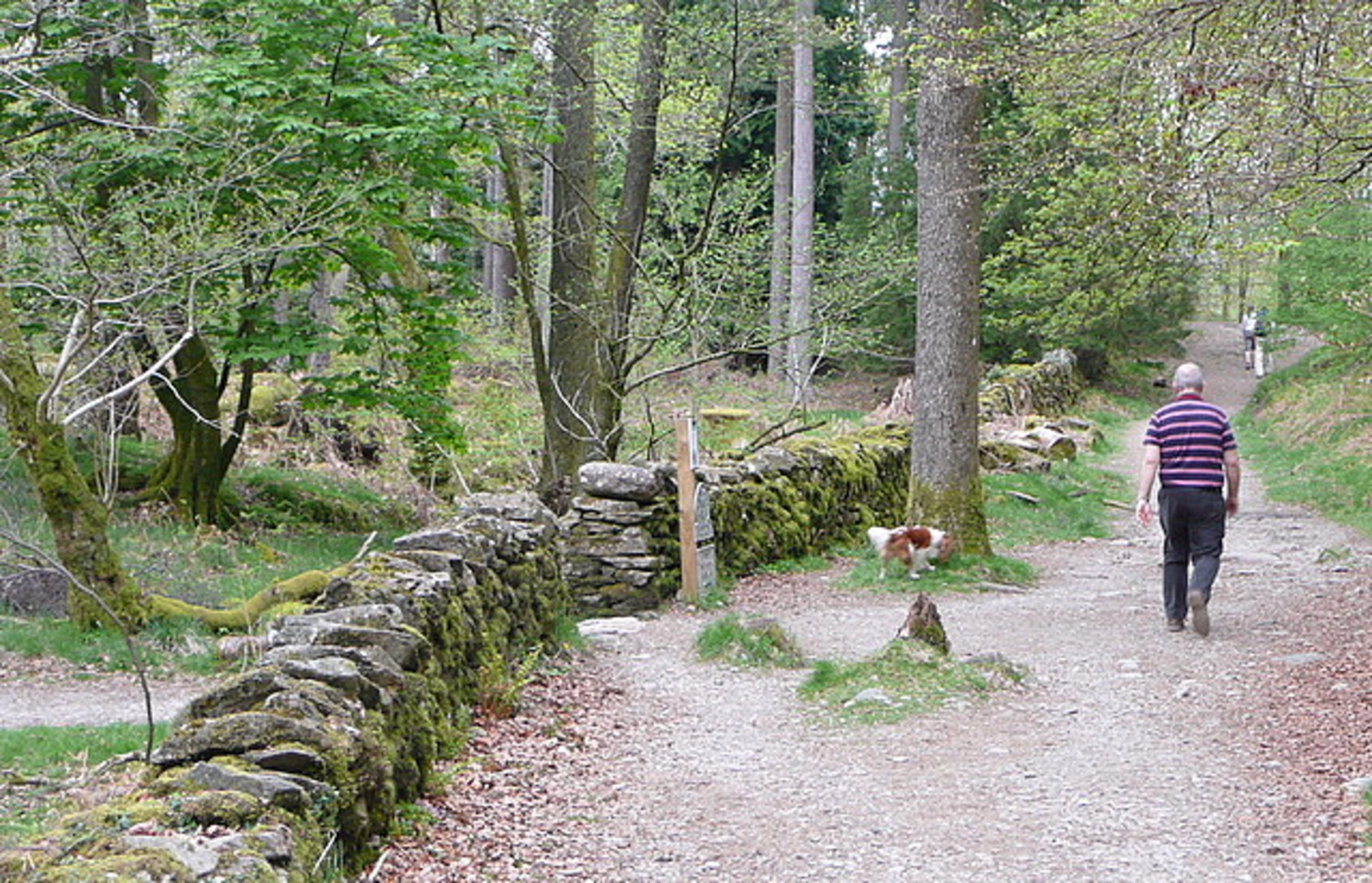 An image depicting the trail Bowscale Tarn, Skelghyll Wood and Rydal Park Walk and its surrounding area.