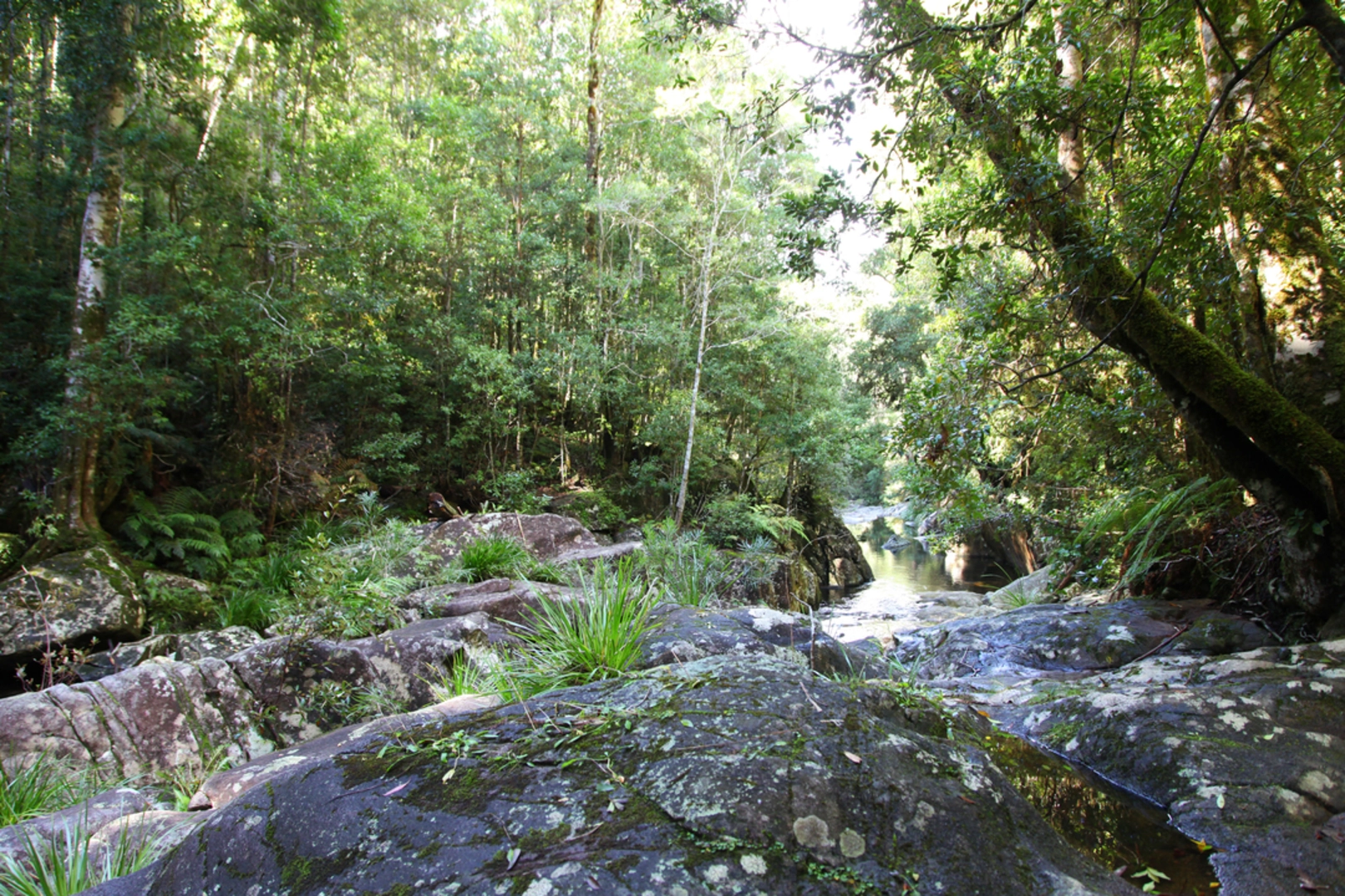 An image depicting the trail Washpool Track and its surrounding area.
