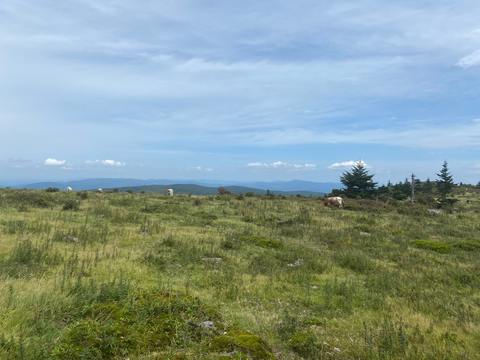 Mount Rogers via Wilburn Ridge Trail and Appalachian Trail