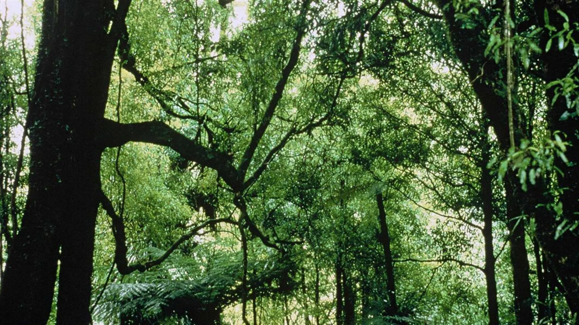An image depicting the trail Mapara Track and its surrounding area.