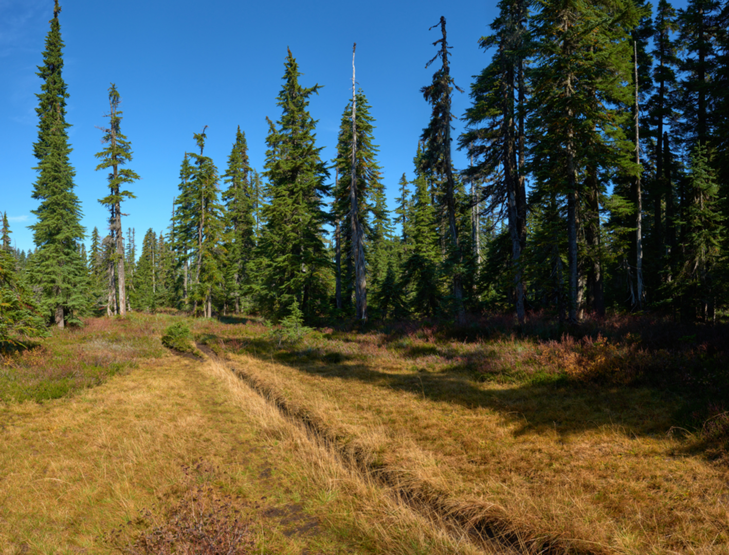 An image depicting the trail Indian Heaven Trail and its surrounding area.