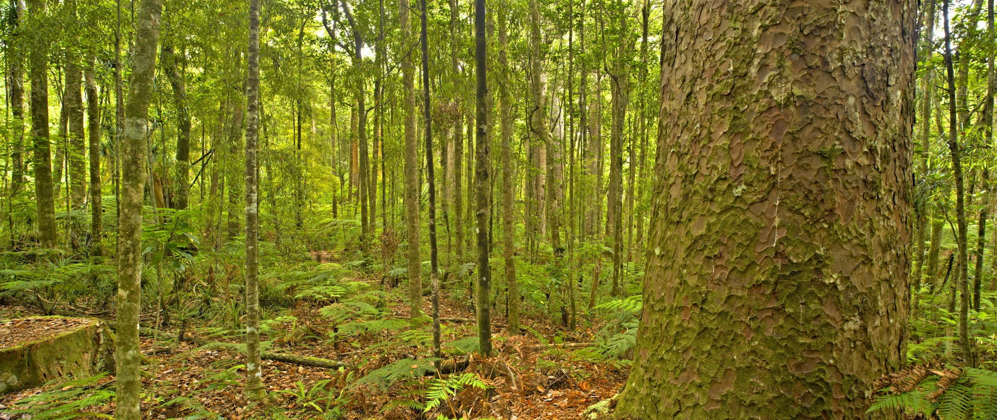 An image depicting the trail Trounson Kauri Park Loop Track and its surrounding area.