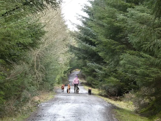 Slaley Forest Circular