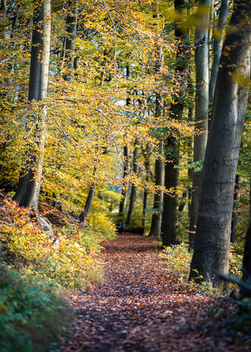 Mühlensteig