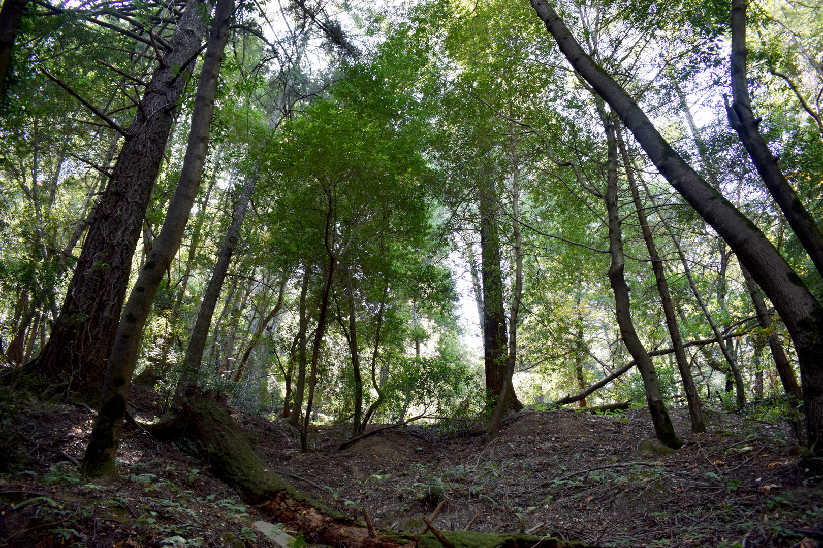 An image depicting the trail Upper - Lower Madrone and Sanborn Loop Trail and its surrounding area.