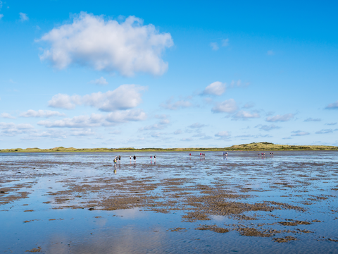 Hollumerduinen, Ballumerduinen, Zwanewaterduinen and Nesserbosch