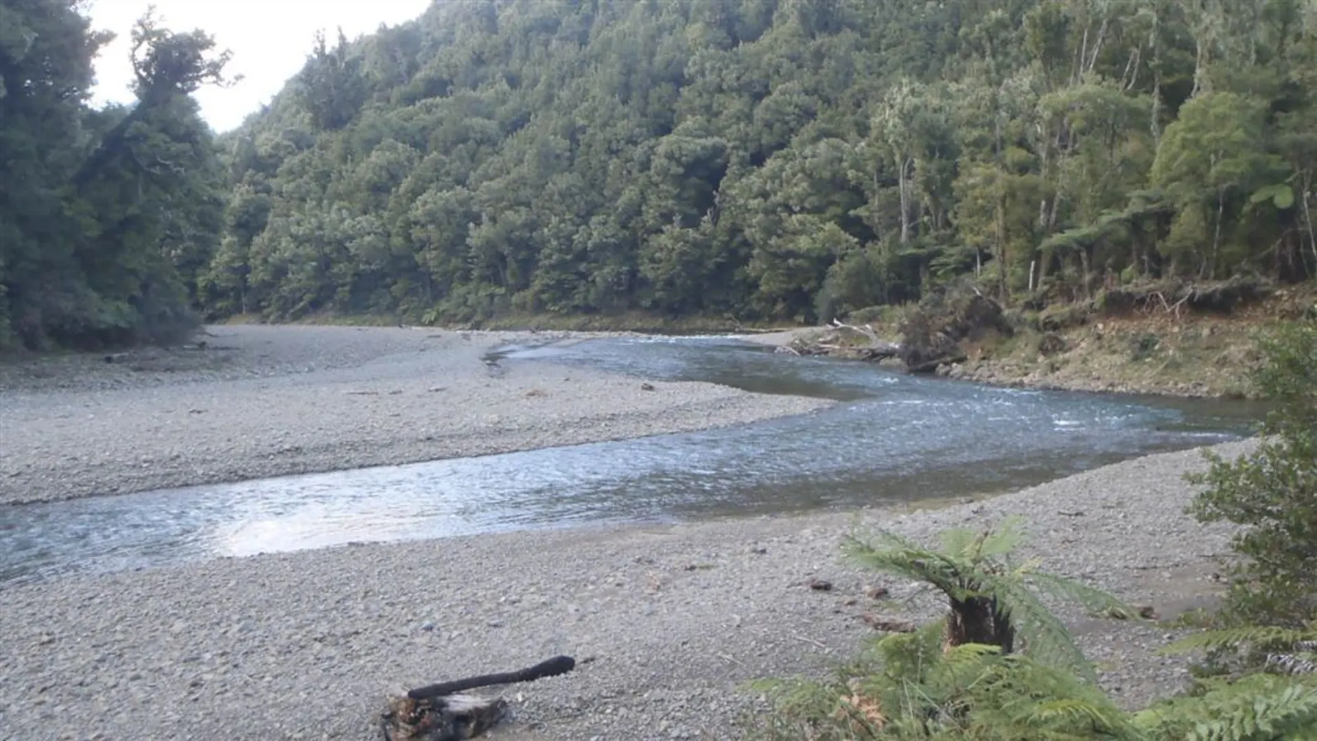 An image depicting the trail Moanui - Koranga - Tawa Track and its surrounding area.
