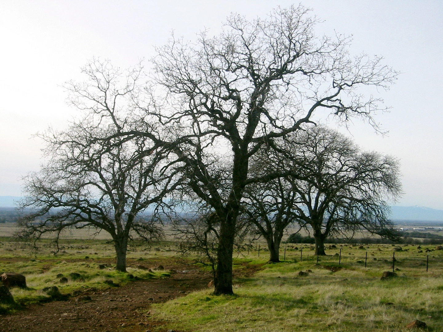 An image depicting the trail Ten Mile House Trail, Annie Bidwell Trail and Guardian Loop Trail and its surrounding area.