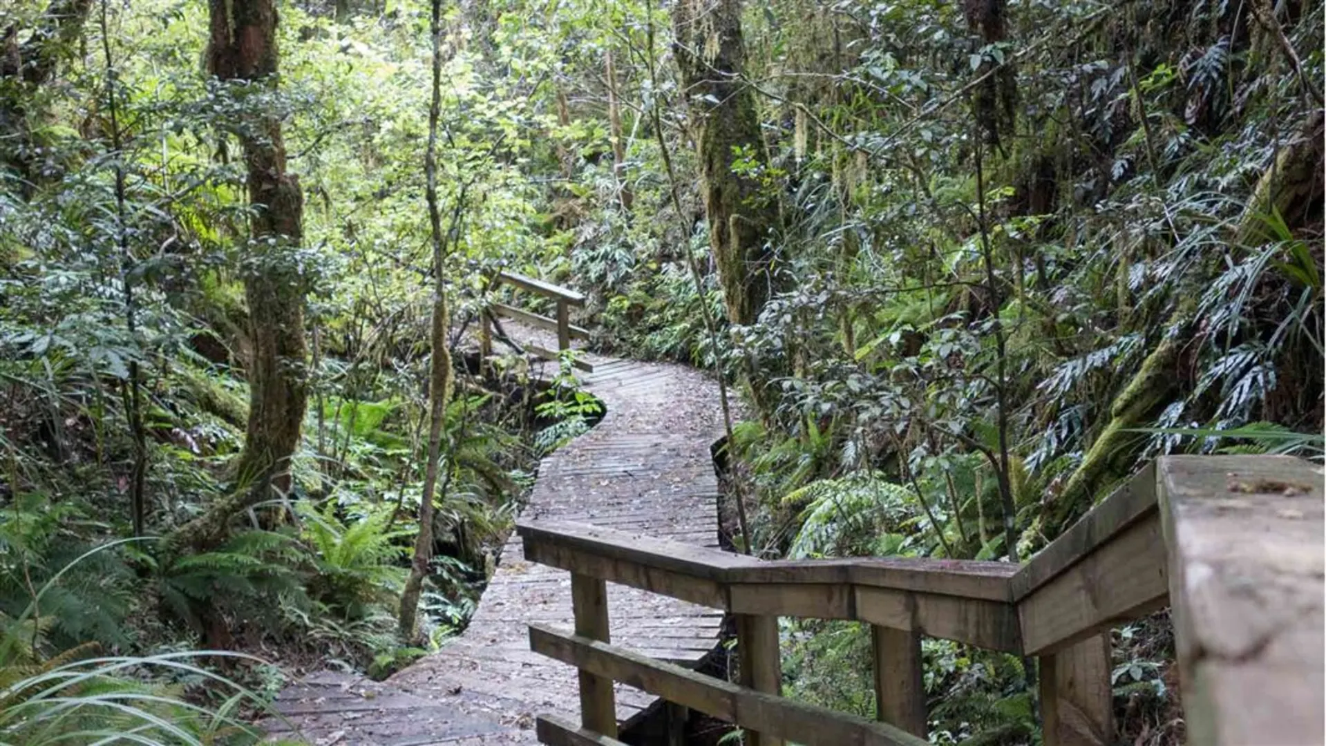 An image depicting the trail Taurewa Track and its surrounding area.